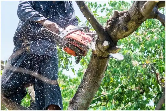 tree services La Dolores